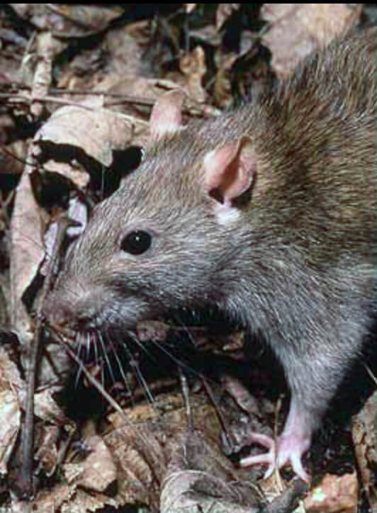 Dr Dabbs - The Winchester Lever-Action Anti-Aircraft Gun