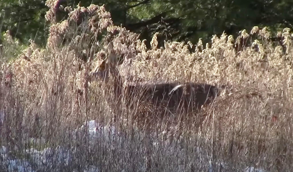 A deer in the field.