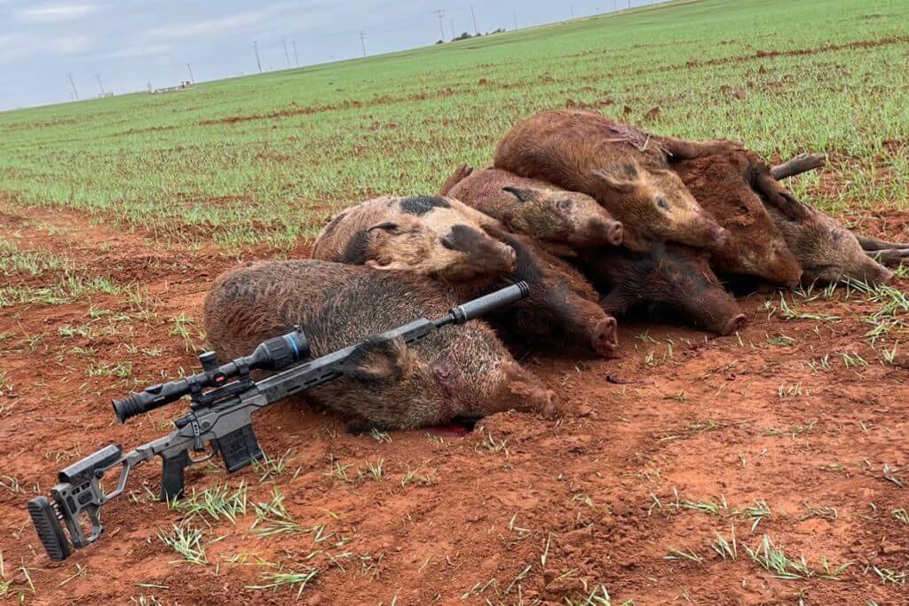 2 - Review: Christensen Arms MPR Put to the Test While this pile of pigs came from a team effort, 3 or 4 were taken with the Christensen Arms MPR