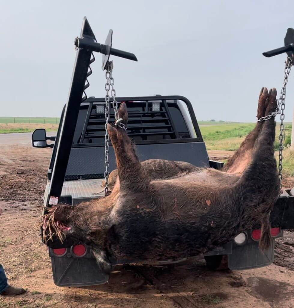 2 - Review: Christensen Arms MPR Put to the Test HOGZILLA
387lb boar shot with the Christensen Arms MPR topped with a Pulsar Thermion 2 LRF XP50 Pro