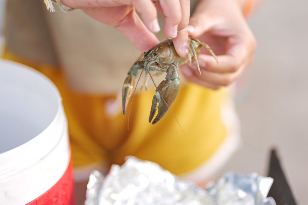 Crawdads being prepped for a mountain-style hobo dinner