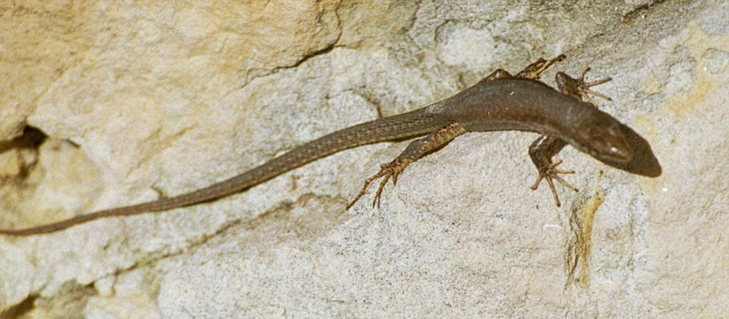 Maltese Wall Lizard on rock