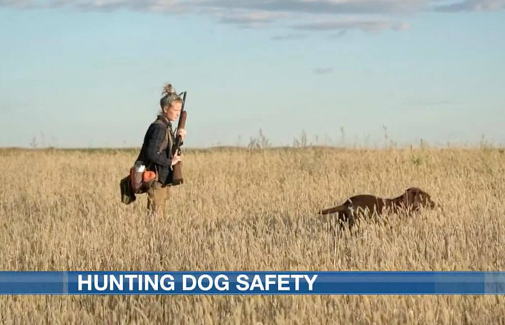 Hunting Dog Safety Tips! Hunting Dog Safety Tips!
