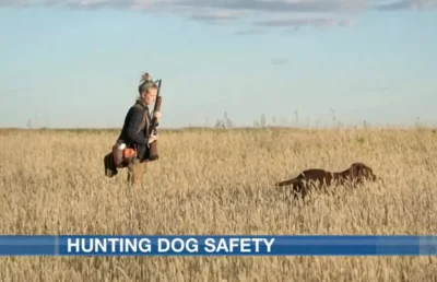 Hunting Dog Safety Tips!