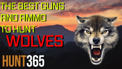 The Best Gun/Caliber to Hunt Wolves (Video)