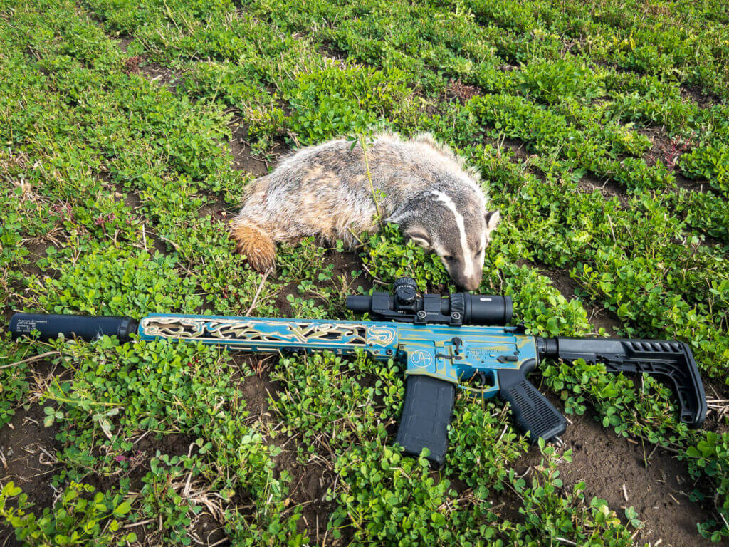 A badger pelt in the grass with a beautiful blue and gold rifle