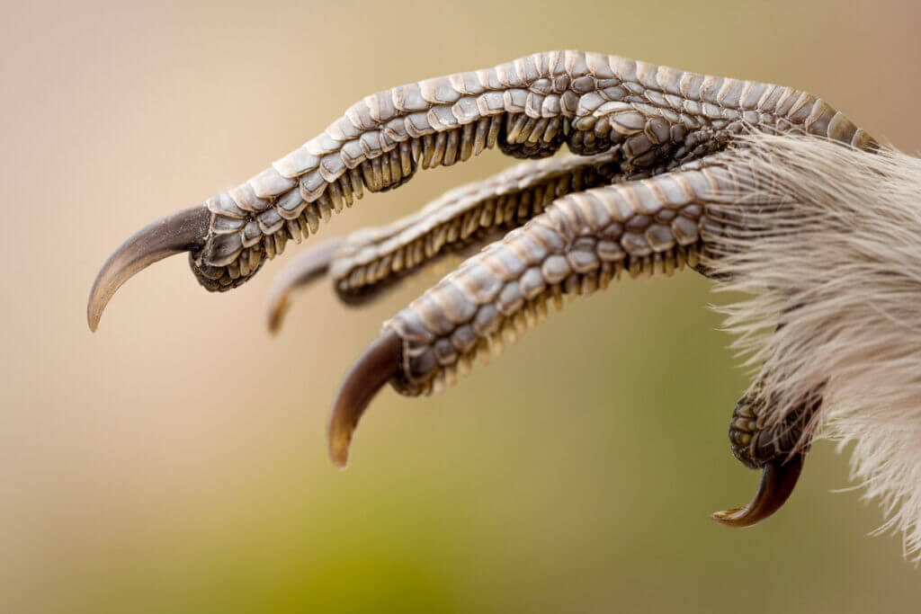 roughed grouse closeup