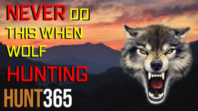 Things You Should/Shouldn't Do Wolf Hunting [Video]