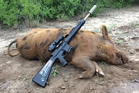 The Ideal Rifle caliber for Wild Boar Wild Boar and rifle