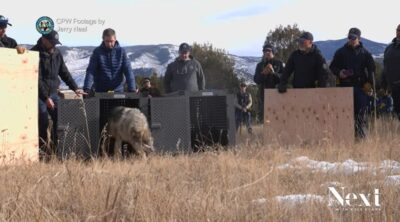 Colorado Governor Opens Crate Releasing Cattle-Killing Wolves 