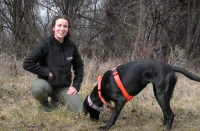 A dog trained to detect CWD in deer and elk.