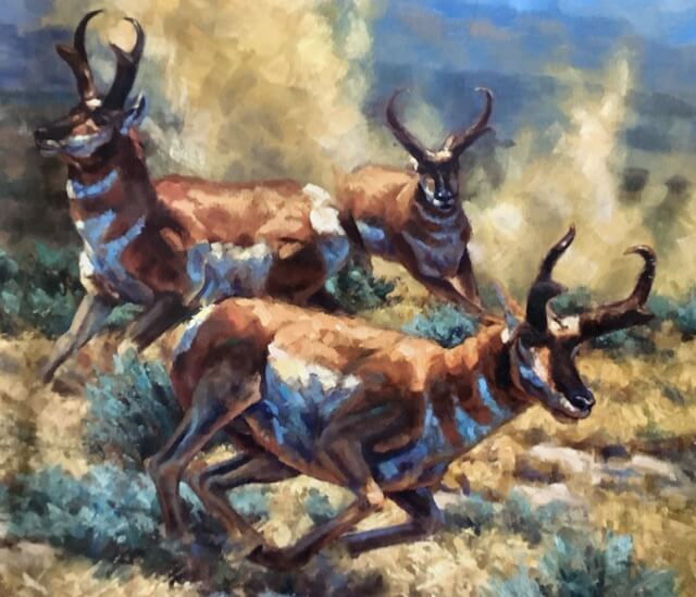 three pronghorn running