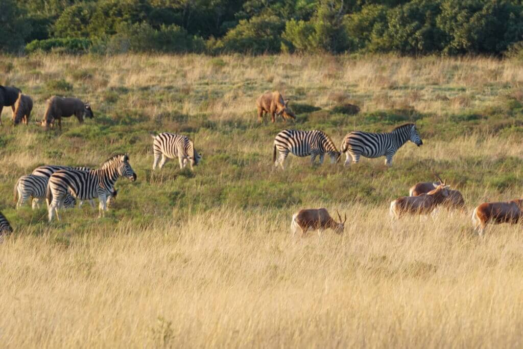 Zebras in field
