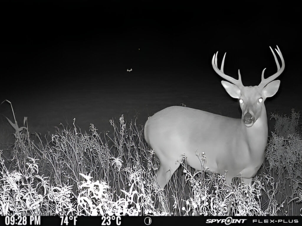 buck on camera
