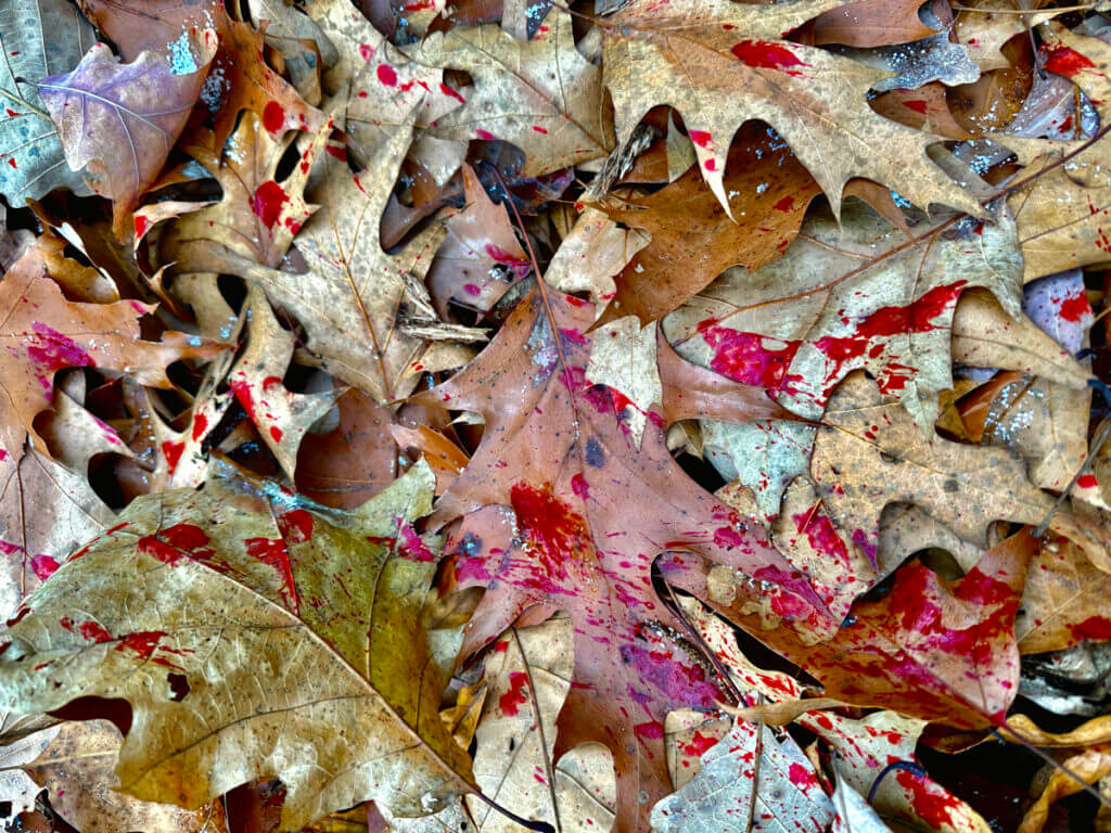 Photo of the blood trail left on the hardwood leaves.