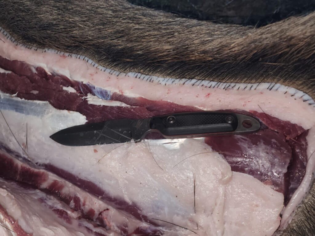backstraps on feral hog