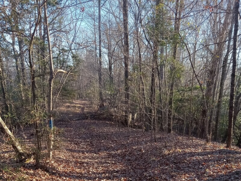 squirrel hunting guns wooded terrain