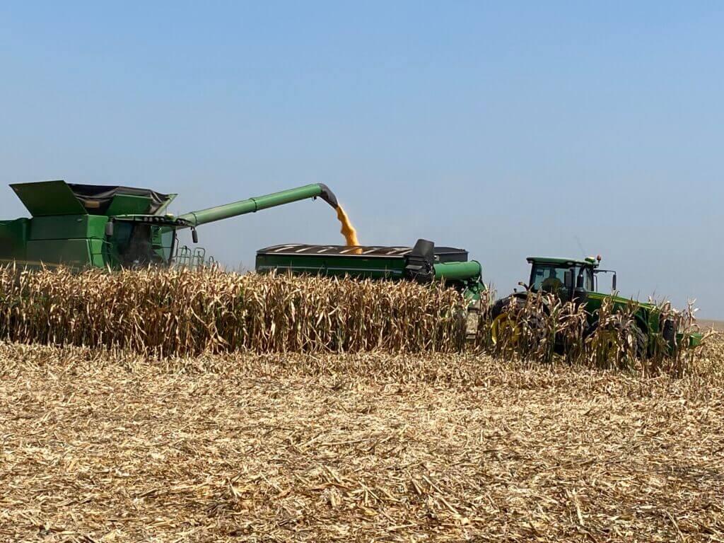 dry corn field during harvest showing the farmer's crop and the value behind private duck hunting access