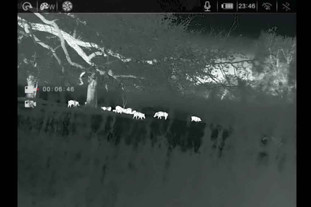 picture of hogs taken through a thermal