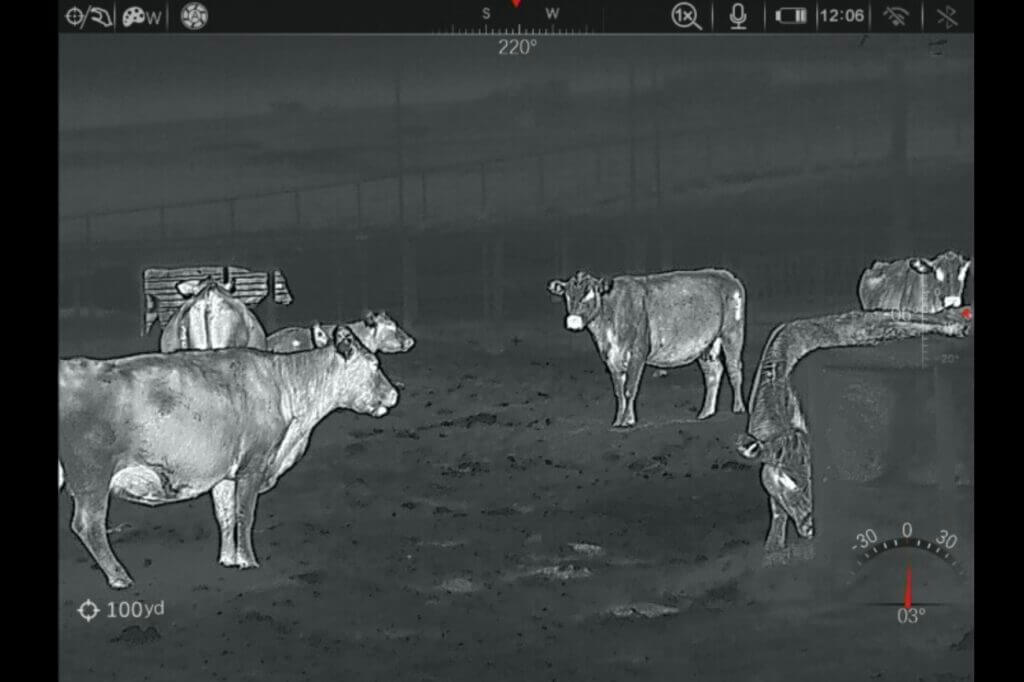 picture of cows taken thorugh a thermal