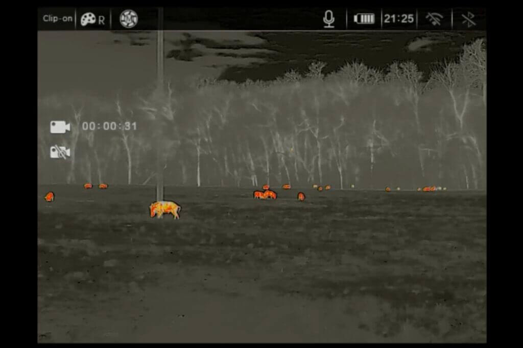picture of hogs taken through a thermal