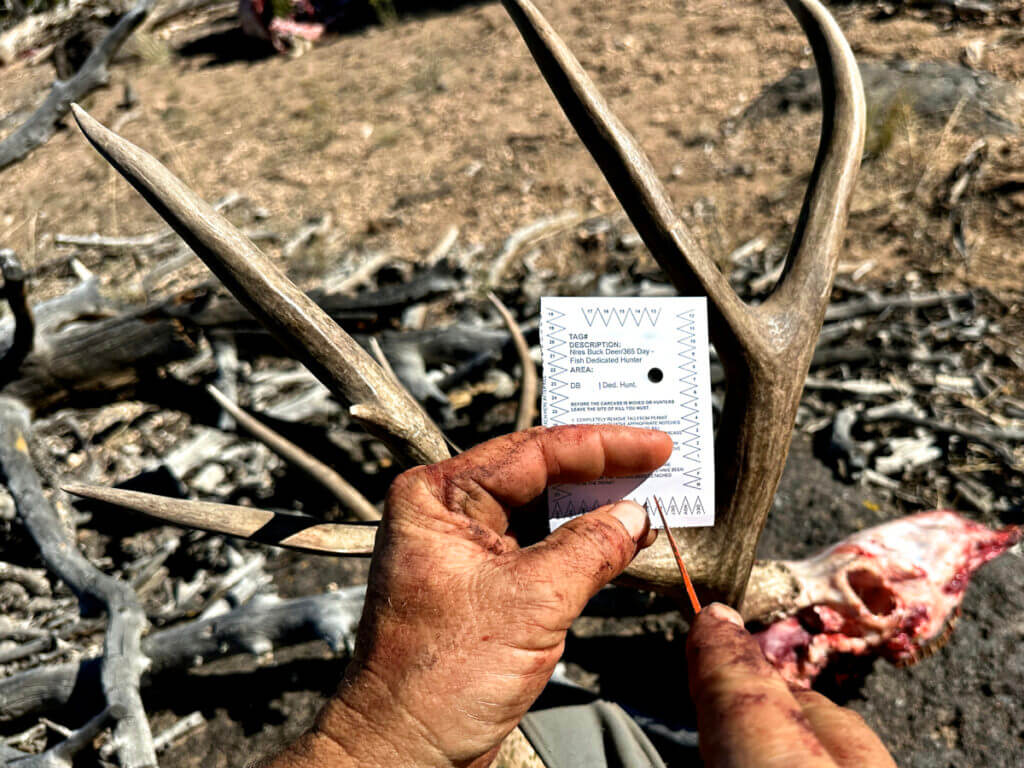 Tagging a mule deer harvested with a traditional .54 flintlock muzzleloader in the high desert