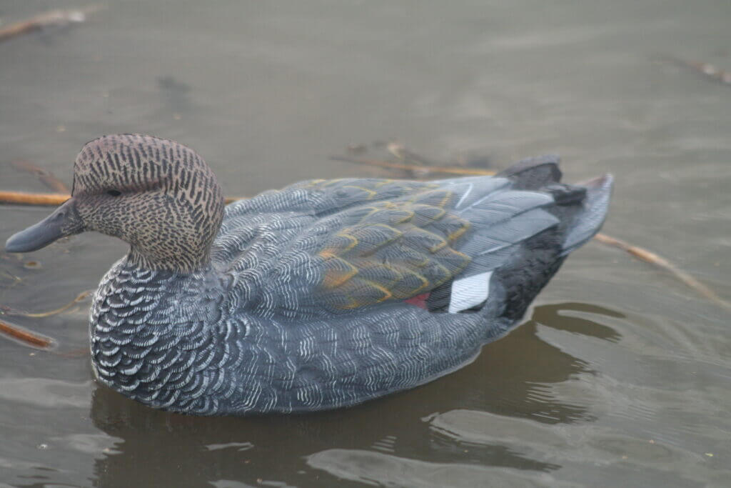 Heyday gadwall decoy
