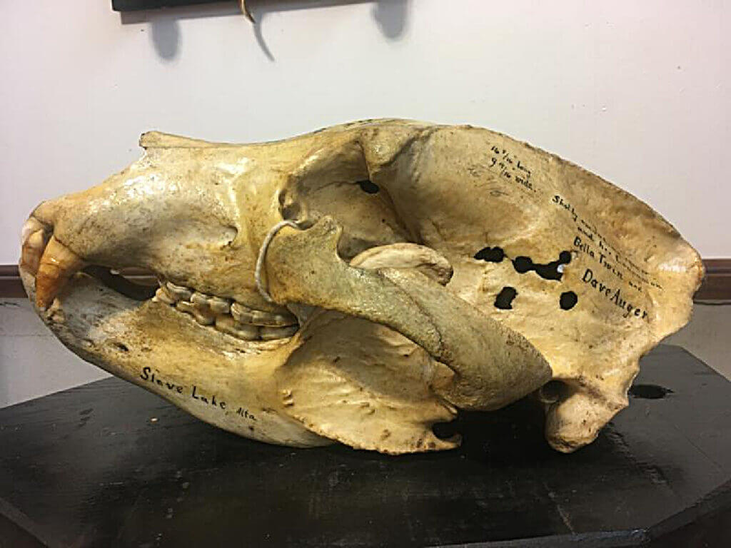 grizzly bear skull shot with 22lr